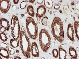 SCFD1 / SLY1 Antibody (clone OTI2E7)