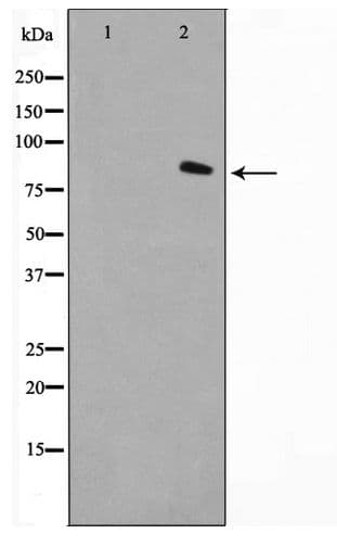 FAP-1 / PTPN13 Antibody