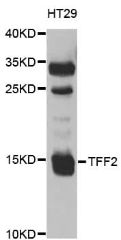 TFF2 / SP Antibody
