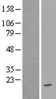 SPINK7 / ECRG2 Protein (Over-Expression Lysate Myc-DDK (Flag))