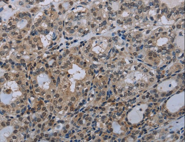 GJC2 Antibody