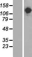 STON1-GTF2A1L Protein (Over-Expression Lysate Myc-DDK (Flag))