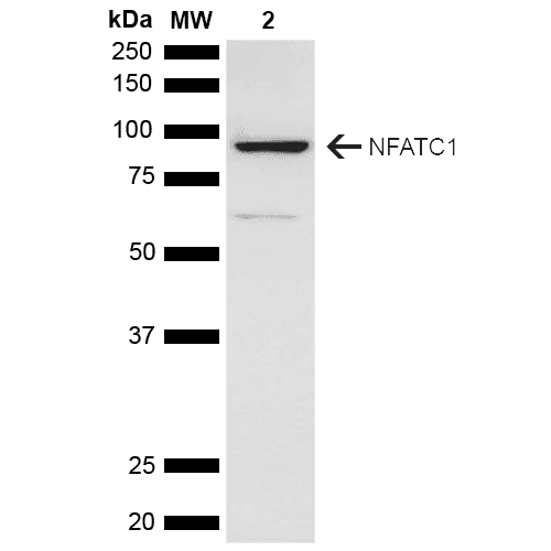 NFATC1 / NFAT2 Antibody (Atto 390)