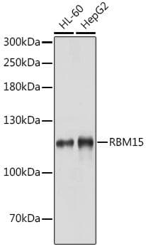 RBM15 Antibody
