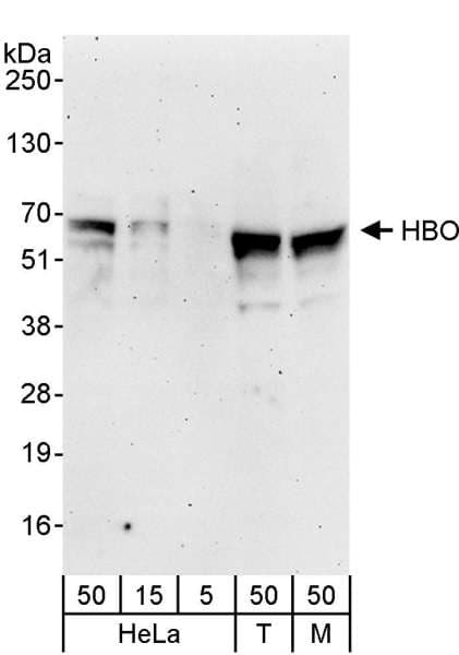 Polyclonal Rabbit anti-Human MYST2 / HBO1 Antibody (aa561-611, WB)