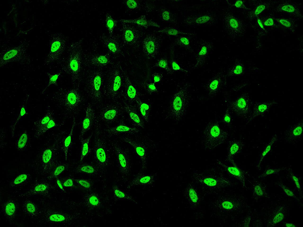 BAF53 / ACTL6A Antibody (Preservative Free)