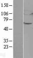 UBQLN4 Protein (Over-Expression Lysate Myc-DDK (Flag))