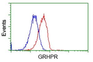 GRHPR / Glyoxylate Reductase Antibody (clone OTI4B6)