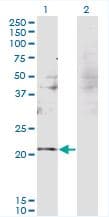 IHC-plus™ RBM8A / Y14 Antibody (clone 3E4)