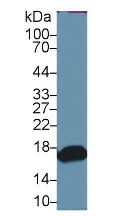 RBP2 / CRBPII Antibody (aa1-134)