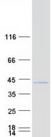 Human MEA1 Protein (Recombinant Myc-DDK (Flag))