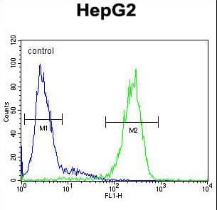 Polyclonal Rabbit anti-Human SERPINH1 / HSP47 Antibody (aa390-418, IHC, WB)