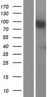 CHSY1 Protein (Over-Expression Lysate Myc-DDK (Flag))