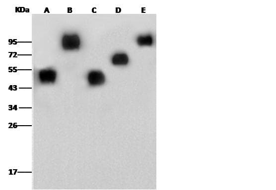 His Tag Antibody (Preservative Free)