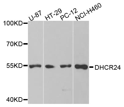 DHCR24 / Seladin-1 Antibody