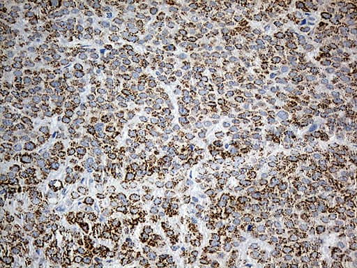 PYCR1 Antibody (aa1-319, clone OTI4F2, Carrier-free)