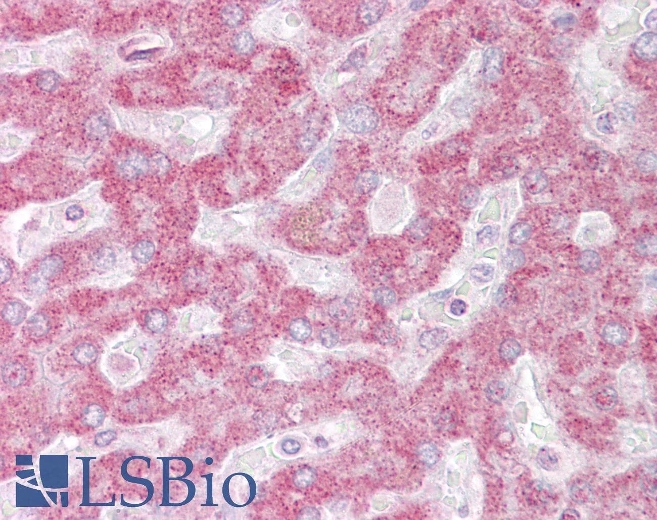 INSIG1 Antibody (aa63-112)