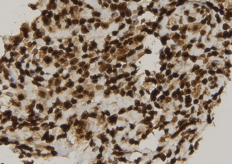 CIB4 Antibody