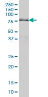 IHC-plus™ ARID3A / DRIL1 Antibody (clone 1A11)