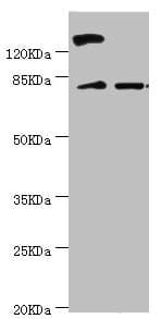 KIF2B Antibody
