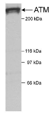 ATM Antibody (C-Terminus, Biotin)