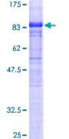 Human FBXO3 Protein (Recombinant GST)