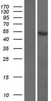 Human ATF7 Protein (Over-Expression Lysate Myc-DDK (Flag))