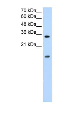 HNRNPUL1 Antibody (aa48-97)