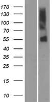 Human OR51A7 Protein (Over-Expression Lysate Myc-DDK (Flag))
