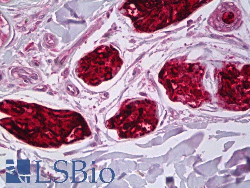 IHC-plus™ Monoclonal Mouse anti-Human DCD / Dermcidin Antibody (clone G-81, IHC, WB)