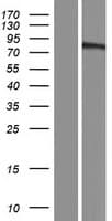 Niban-Like Protein 1 (Over-Expression Lysate Myc-DDK (Flag))