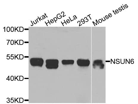 NSUN6 Antibody