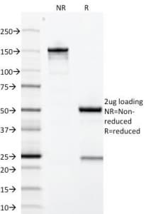 Monoclonal Mouse anti-Human GH / Growth Hormone Antibody (clone GH/1371, Azide-free,BSA-free, IHC, IF)