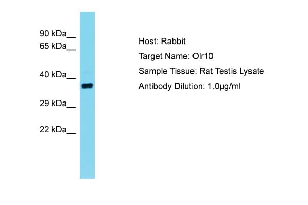Olr10 Antibody (C-Terminus)