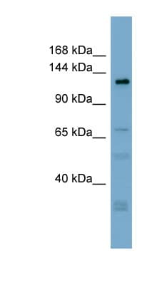 ANO3 / TMEM16C Antibody (aa719-768)