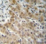 EDN1 / Endothelin 1 Antibody (aa176-203)
