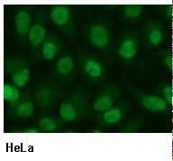 ORC2L / ORC2 Antibody (clone 3B7)