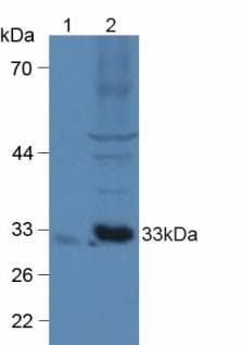PathPlus™ CX3CL1 / Fractalkine Antibody (aa25-332)