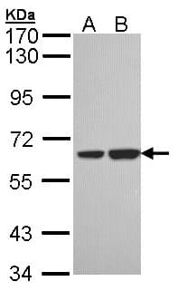 SNX18 Antibody (aa566-628)