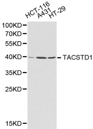 EPCAM Antibody