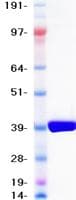 Human QPCTL Protein (Recombinant His-DDK (Flag), N-terminus)