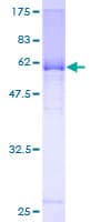 Human KCTD9 Protein (Recombinant GST)