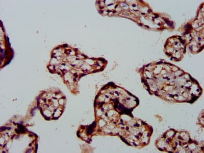 FBLN2 / Fibulin 2 Antibody