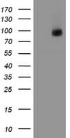 PECAM-1 / CD31 Antibody (clone OTI3B5)