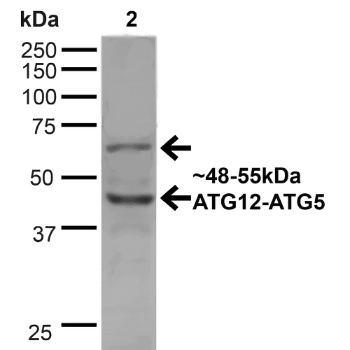 APG12 / ATG12 Antibody