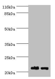 NABP1 / OBFC2A Antibody (aa1-204)