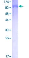 Human NR1D2 Protein (Recombinant GST)
