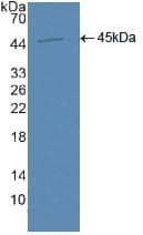 AQP4 / Aquaporin 4 Antibody (aa178-317)