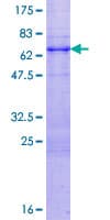 Human TRIM52 Protein (Recombinant GST)