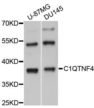 C1QTNF4 / CTRP4 Antibody